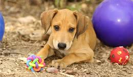 家里的狗狗对玩具有执念，捡了就不愿意给主人，那该怎么训练