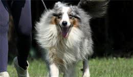 喜乐蒂牧羊犬的用途是很好的小看家犬