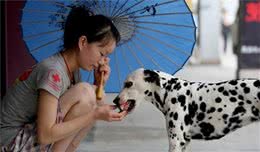 喂狗狗时，必须要注意这5点禁忌，别让善意变成恶意