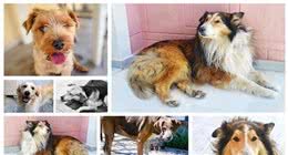 狗狗体臭的表现都有哪些？防止狗狗体臭的方法