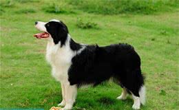 动物星球·世界名犬赏析—边境牧羊犬！