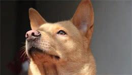 你真的了解中华田园犬么？