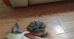 为什么不能用水给狗洗脚？铲屎官：8年一直用这个方法，简单健康