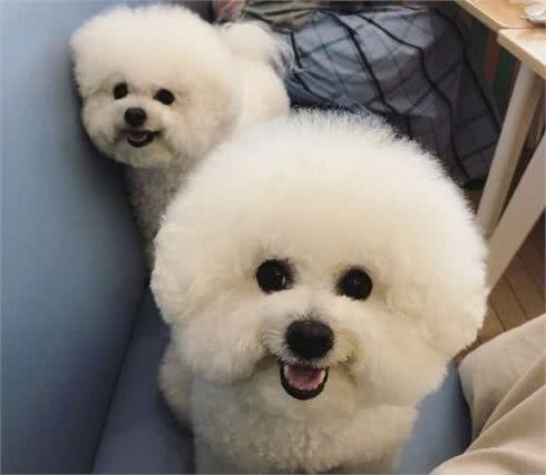 养狗这么久，你知道狗狗是怎么和同类交流的吗！