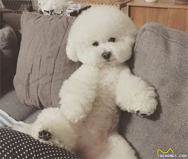养狗这么久，你知道狗狗是怎么和同类交流的吗！