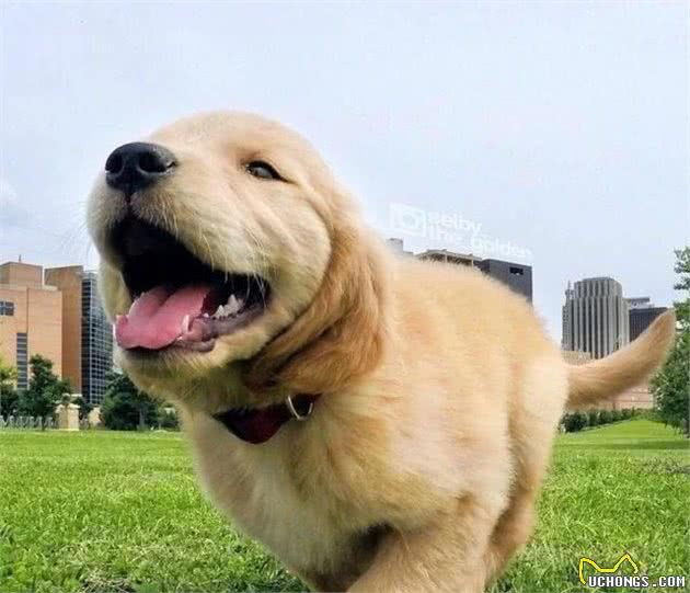 养狗这么久，你知道狗狗是怎么和同类交流的吗！