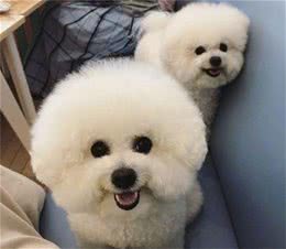 养狗这么久，你知道狗狗是怎么和同类交流的吗！