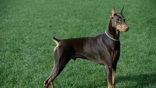 杜宾犬介绍机灵勇敢是条不错的护卫犬