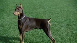 杜宾犬介绍机灵勇敢是条不错的护卫犬