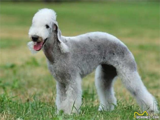 你从未见过的犬的品种！袖珍的能够很袖珍，凶狠的也能够很凶狠