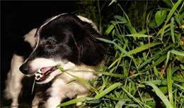 狗狗喜欢吃草，吃完还要吐，其实多是在帮自己治病