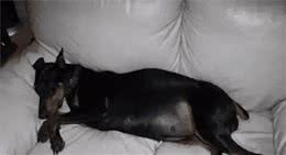 男子捡到一只怀孕母狗，因工作出差一个月后，回来后不淡定