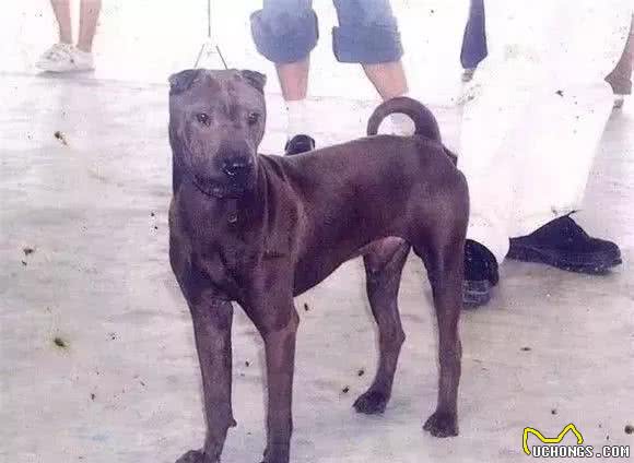 再不关注中华田园犬这些优质的犬种，它们就要灭绝了！