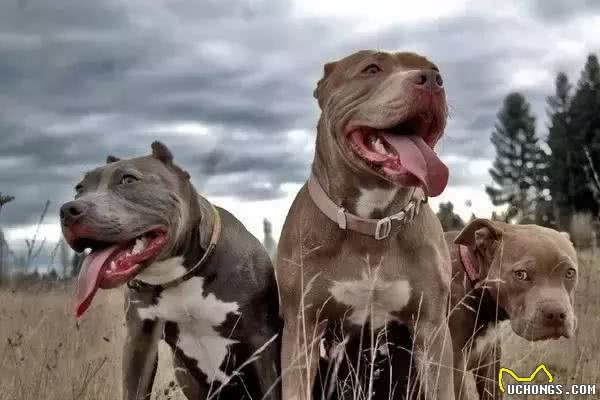 再不关注中华田园犬这些优质的犬种，它们就要灭绝了！
