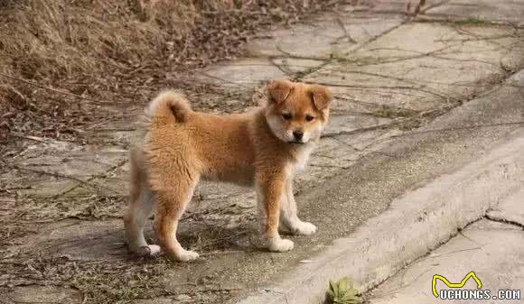 再不关注中华田园犬这些优质的犬种，它们就要灭绝了！