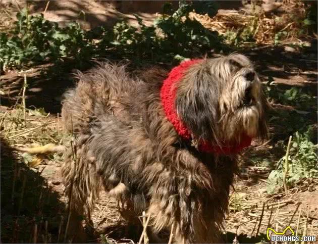 再不关注中华田园犬这些优质的犬种，它们就要灭绝了！
