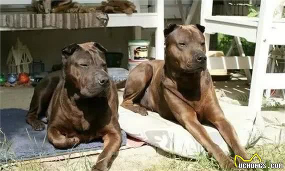 再不关注中华田园犬这些优质的犬种，它们就要灭绝了！