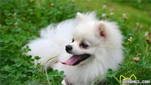 “博美犬”有这6大表现，透露着对你满满的“爱意”，赶紧抱抱它