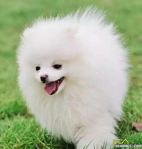 “博美犬”有这6大表现，透露着对你满满的“爱意”，赶紧抱抱它