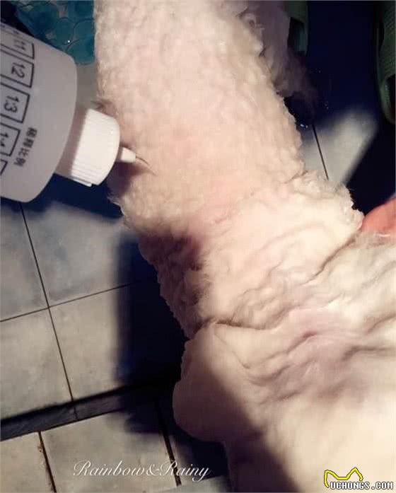 狗狗洗澡全过程，教你如何轻松搞定狗狗~