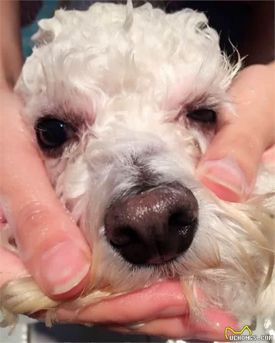狗狗洗澡全过程，教你如何轻松搞定狗狗~