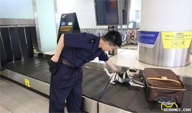 杰克罗素梗犬是什么梗?让冲冲和奔奔来告诉你