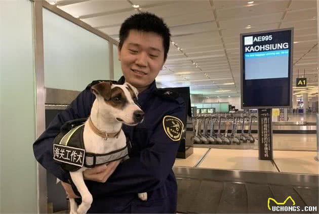 杰克罗素梗犬是什么梗?让冲冲和奔奔来告诉你