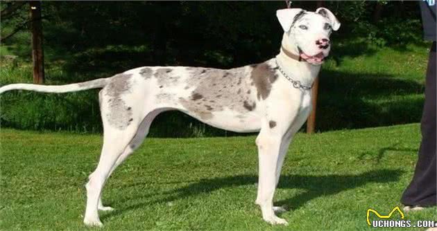 想要忠犬八公？十种最忠诚的狗狗做你的忠犬卫士，给你安全感