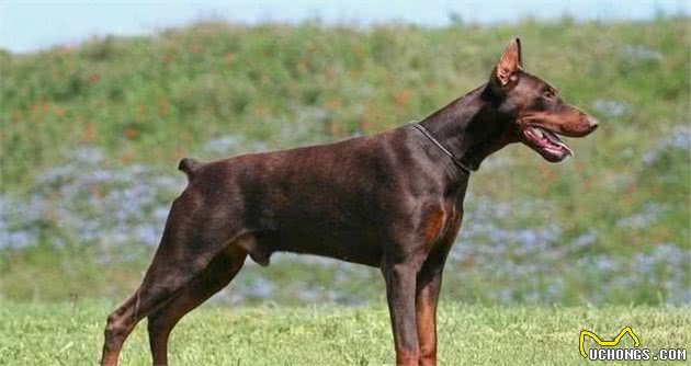 想要忠犬八公？十种最忠诚的狗狗做你的忠犬卫士，给你安全感