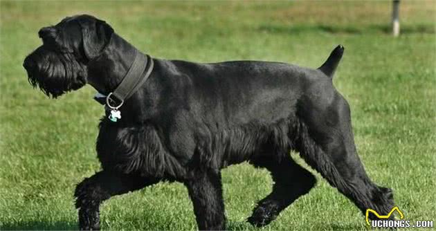 想要忠犬八公？十种最忠诚的狗狗做你的忠犬卫士，给你安全感