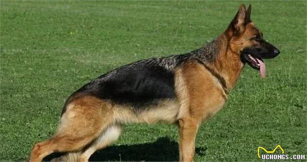 想要忠犬八公？十种最忠诚的狗狗做你的忠犬卫士，给你安全感