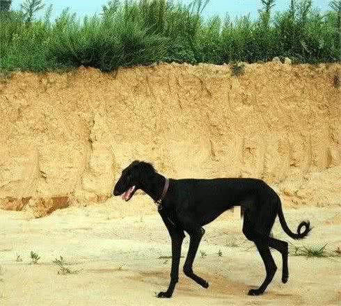 全国仅9只的“皇家贵族犬”你见过吗?