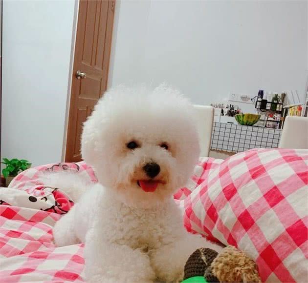 当狗狗体臭时，有三大方面原因，你了解了吗