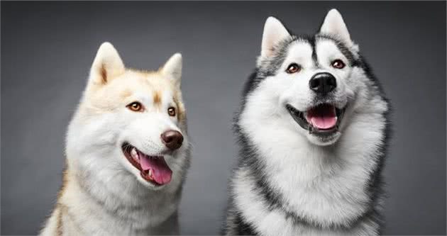 一个月大的哈士奇犬如何饲养