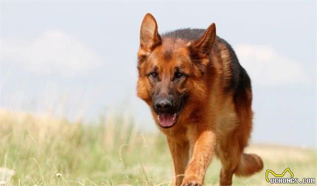 我是这么判别成犬德牧年龄的