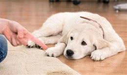 惩罚狗狗讲究方法，方法不对后果会很严重，你知道怎么做吗？