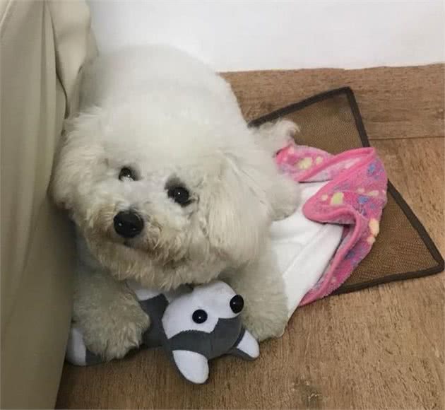 狗狗走丢了，黄金72小时找回方法