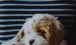 夏天到了，能够给狗狗一直开空调吗？