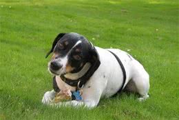 怎样训练犬的禁止行为详解4种禁止行为