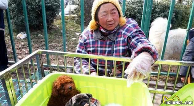 挑选狗狗时，请你“牢记这5点”，小心“被骗”