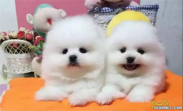 挑选狗狗时，请你“牢记这5点”，小心“被骗”