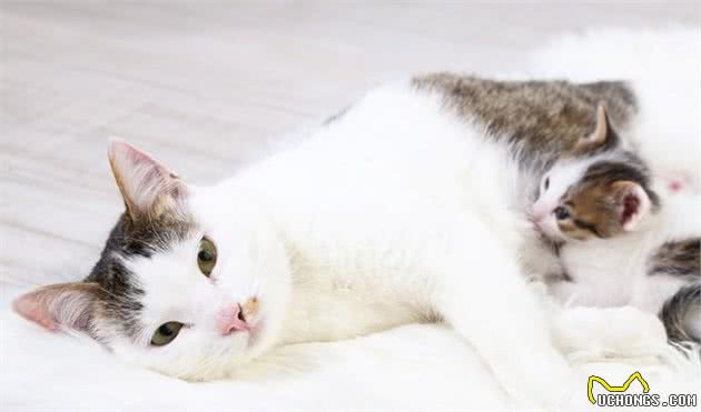 辟谣：“猫三狗四”是真的？关于犬猫妊娠我们要知道的