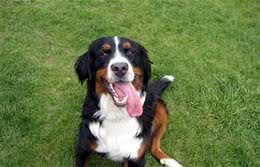 伯恩山犬会带孩子吗伯恩山犬不可带小孩