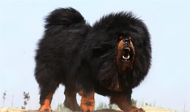 战斗力超强的5种犬，碰着后一定得绕道走！网友：幸亏被禁养了