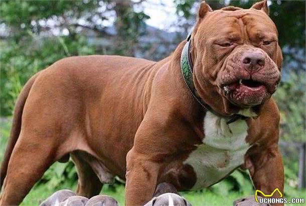 战斗力超强的5种犬，碰着后一定得绕道走！网友：幸亏被禁养了