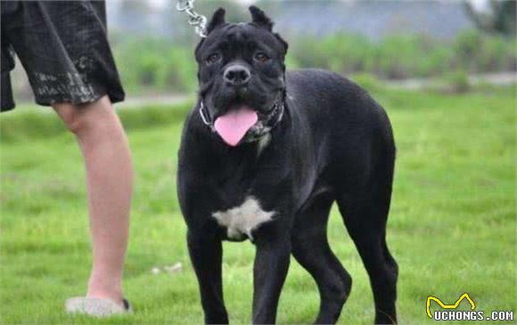 战斗力超强的5种犬，碰着后一定得绕道走！网友：幸亏被禁养了