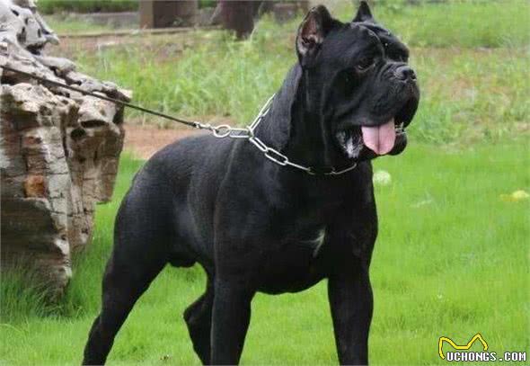 战斗力超强的5种犬，碰着后一定得绕道走！网友：幸亏被禁养了