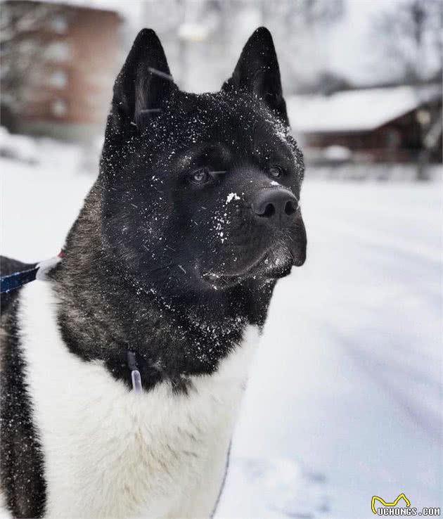 以忠犬八公而闻名于世的秋田犬，跟柴犬还有着最萌身高差呢