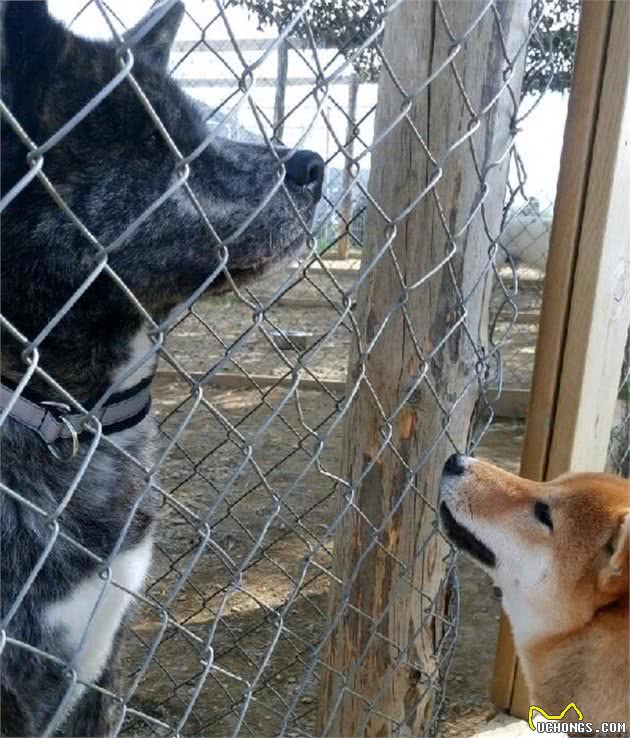 以忠犬八公而闻名于世的秋田犬，跟柴犬还有着最萌身高差呢