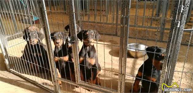 一路有你：新生幼犬及母犬的日常看护
